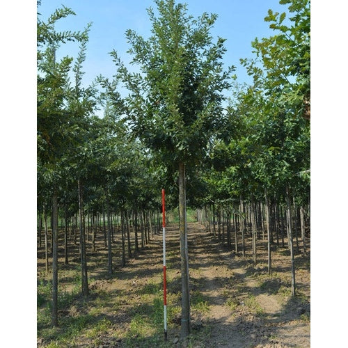 Turkisk ek - Quercus cerris - Stammens omkrets 16-18 cm, höjd 3,5-4 meter, HS,